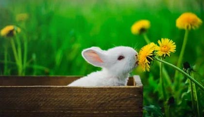 开云体育APP-AC米兰在意甲积分追平国际米兰，争夺榜首，意甲新赛季ac米兰比赛